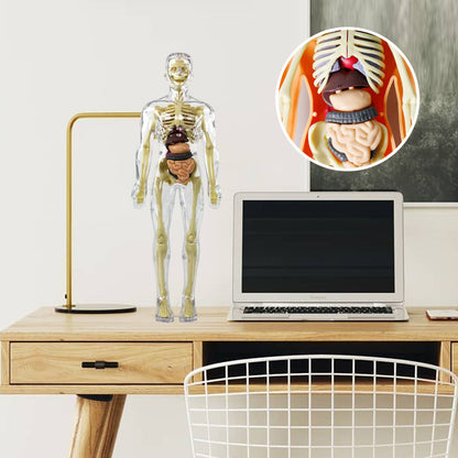 3D žmogaus skeletas – priekinė pusė