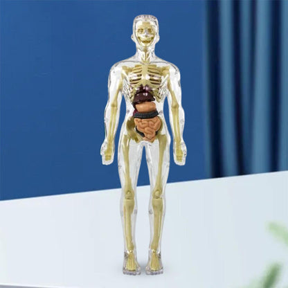 3D žmogaus skeletas – naudojimo pavyzdys