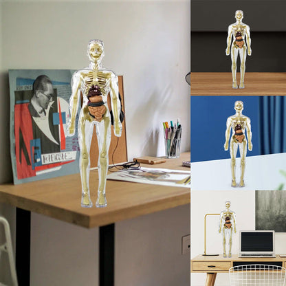 3D žmogaus skeletas – šoninis vaizdas