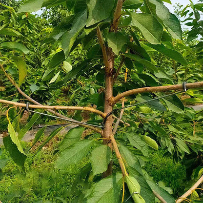 TreeForm™ metaliniai šakų fiksatoriai (20 vnt.) – priekinė pusė