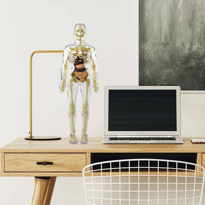 3D žmogaus skeletas – komplektacijos vaizdas
