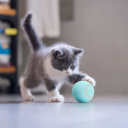 MeowMotion® – išmanusis kamuoliukas katėms ir šunims – naudojimo pavyzdys