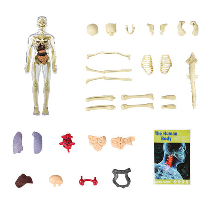 3D žmogaus skeletas – vaizdas iš viršaus