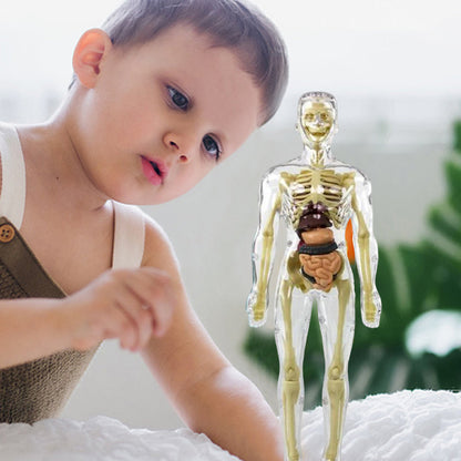 3D žmogaus skeletas – tvirtinimo būdas