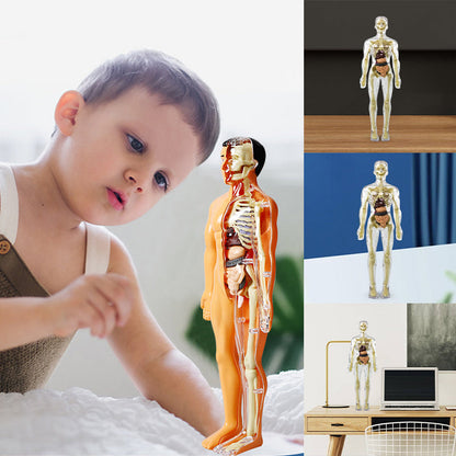 3D žmogaus skeletas – galinė pusė