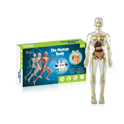 3D žmogaus skeletas – apatinė dalis